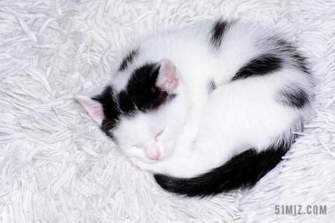 猫咪睡觉时为什么把身体蜷成团( 是为了伪装吗)