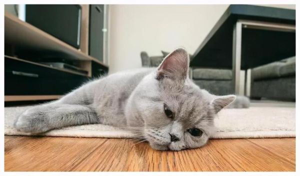 猫咪缺爱的表现(是怕你离开它吗)