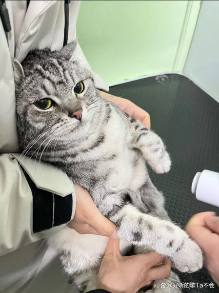 猫咪肾衰(它还会好起来吗)