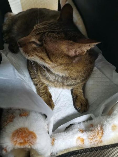 猫咪肾衰(它还会好起来吗)