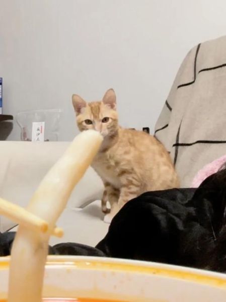 猫咪能吃辣吗( 它们肠胃能消化辣椒吗)