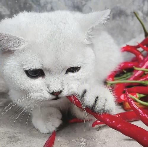 猫咪能吃辣吗( 它们肠胃能消化辣椒吗)