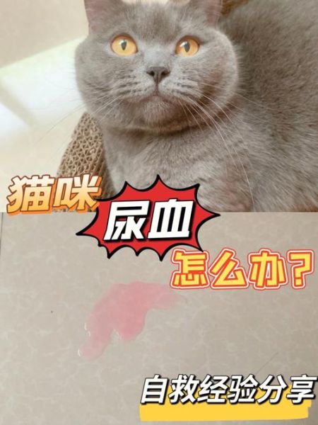 猫咪血尿( 该怎么处理)