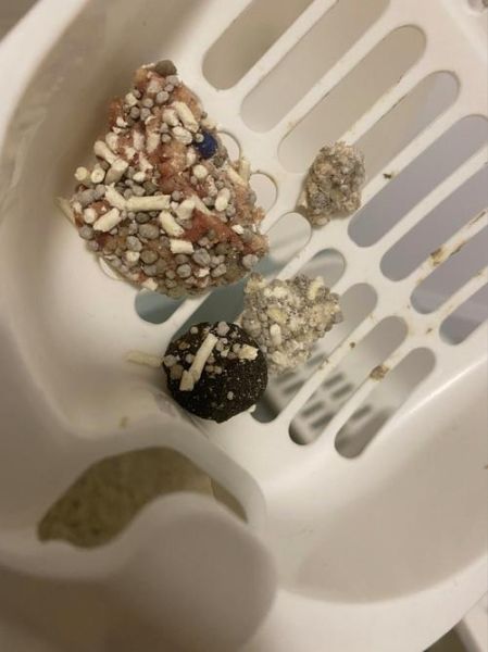 猫咪血尿( 该怎么处理)