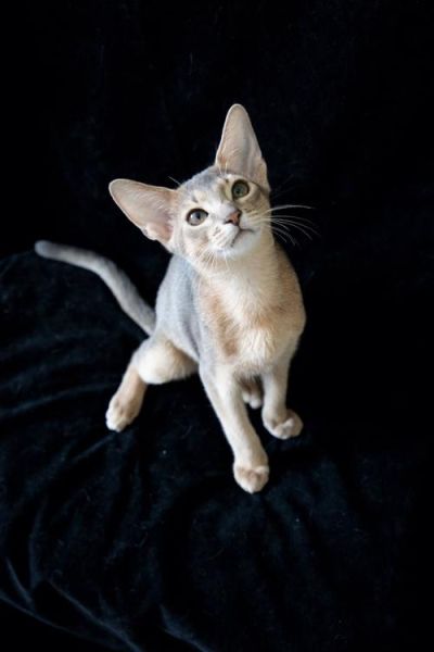 猫咪误食了阿司匹林,怎么办? 猫咪误食了药物,怎么办?