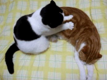 猫咪踩奶是什么意思(还是猫咪在表达爱意)