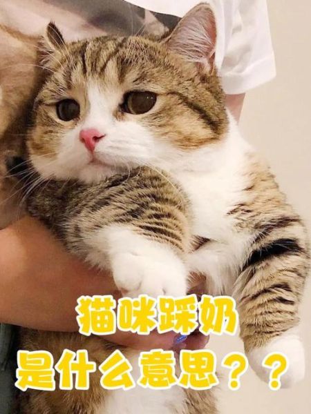 猫咪踩奶是什么意思(还是猫咪在表达爱意)