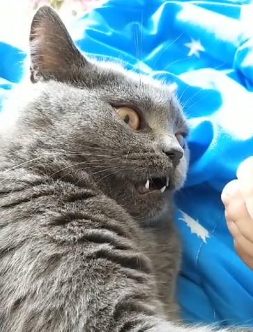 猫咪闻到臭脚为什么要张嘴(这是在闻还是在被熏)