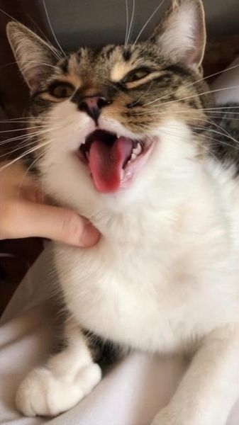 猫咪闻到臭脚后为什么会张开嘴(到底是在干嘛)