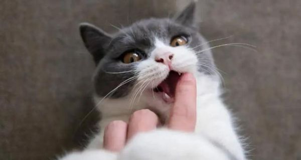 猫咪闻到臭脚后为什么会张开嘴(到底是在干嘛)