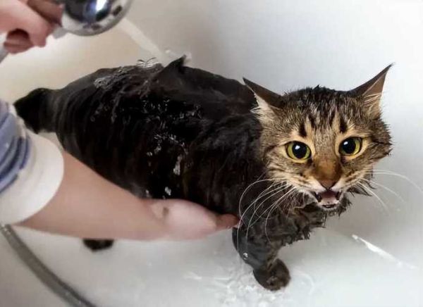 猫咪需要经常洗澡保持干净吗(洗澡会让它感到不安吗)