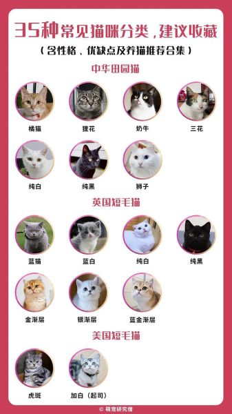 猫品种(它的性格和特点有哪些)