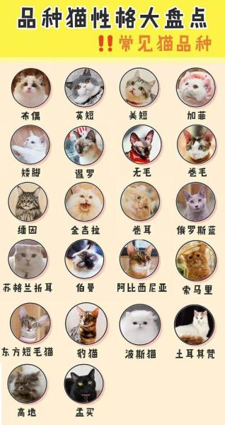 猫品种(它的性格和特点有哪些)