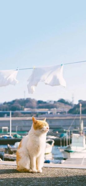 猫图片(哪张才最适合做壁纸)