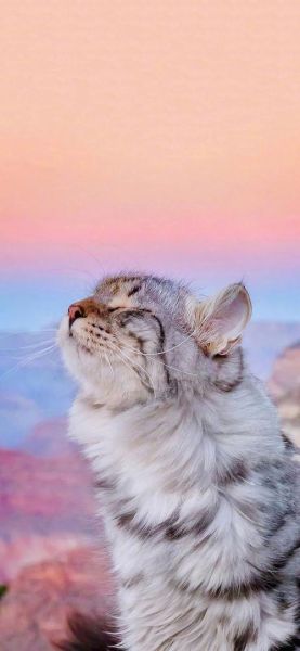 猫图片(哪张才最适合做壁纸)