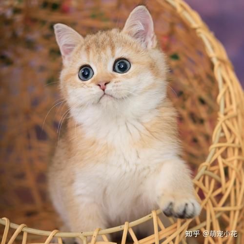 猫图片大全(你最想养哪种)