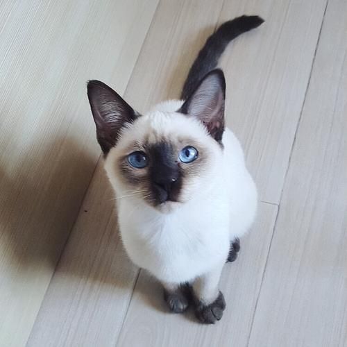 猫图片大全(你最想养哪种)