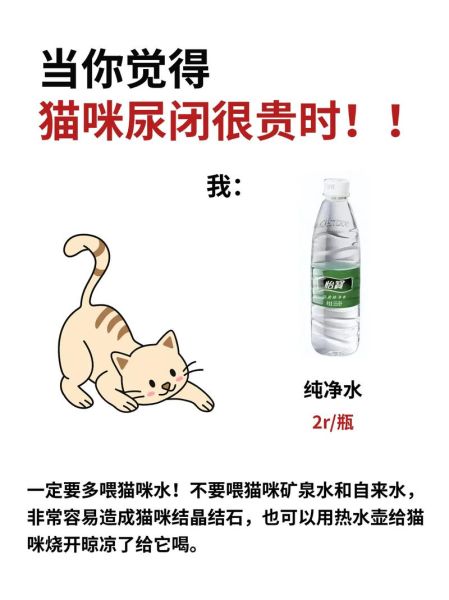 猫尿失禁(这算不算尿失禁)
