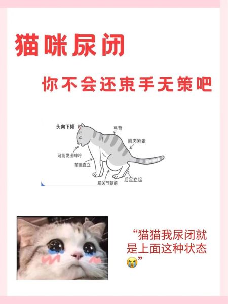 猫尿失禁(这算不算尿失禁)