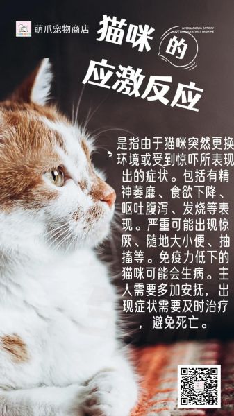 猫应激反应(到底什么情况才算应激反应)