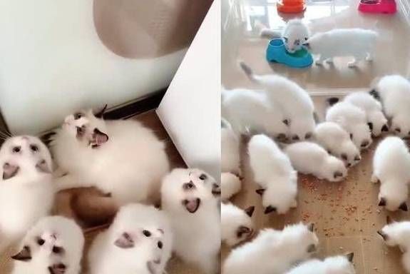 猫怀孕几个月生产( 跟品种有关系吗)