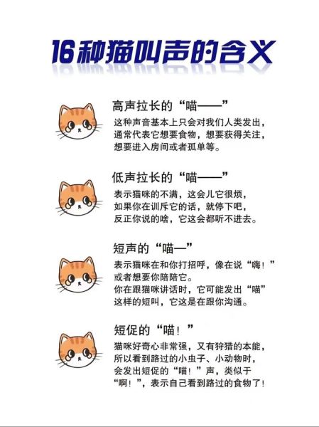 猫怎么叫( 猫咪叫声的秘密你了解吗)