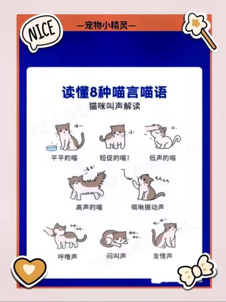 猫怎么叫( 猫咪叫声的秘密你了解吗)