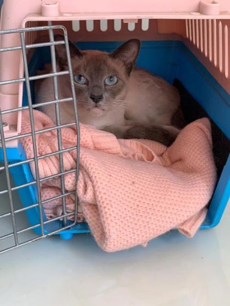 猫怕黄瓜(还是后天习得的恐惧)