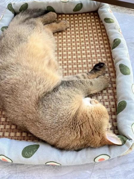 猫感觉不到甜味吗(难道它们不喜欢吃甜食)