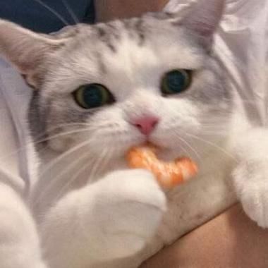 猫最喜欢吃什么(是人间美味还是猫界珍馐)