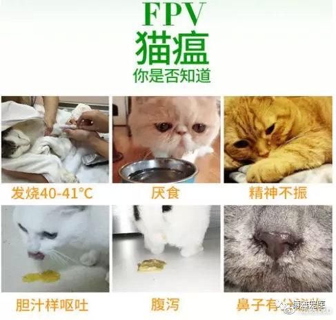 猫泛白细胞减少症(难道是猫泛白细胞减少症)