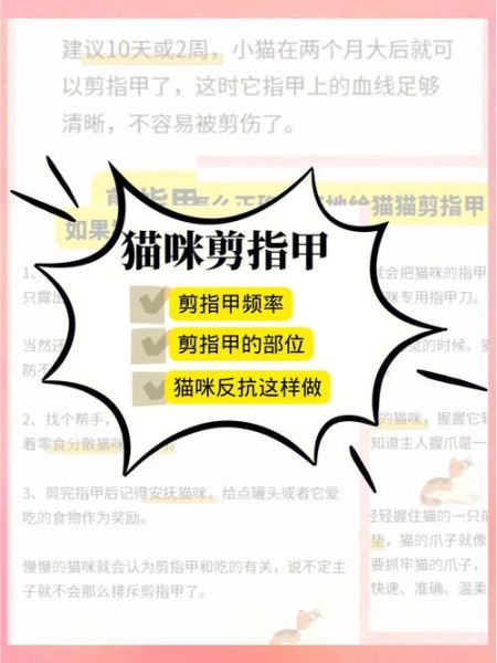 猫爪子( 为什么铲屎官们要经常给猫咪剪指甲)