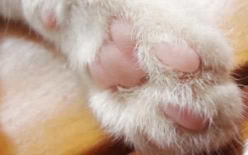 猫爪必须在上(还是说这只是它们的一种保护机制)