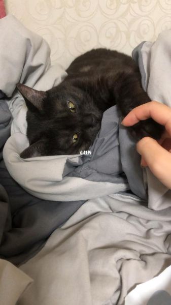 猫爪必须在上(还是说这只是它们的一种保护机制)