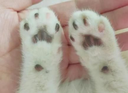 猫爪热( 怎么才能避免被猫抓热)