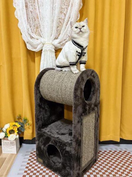 猫爬架( 家里放个猫爬架到底值不值)