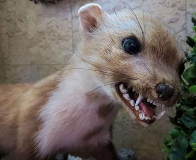 猫狂犬病( 猫咪真的会得狂犬病吗)