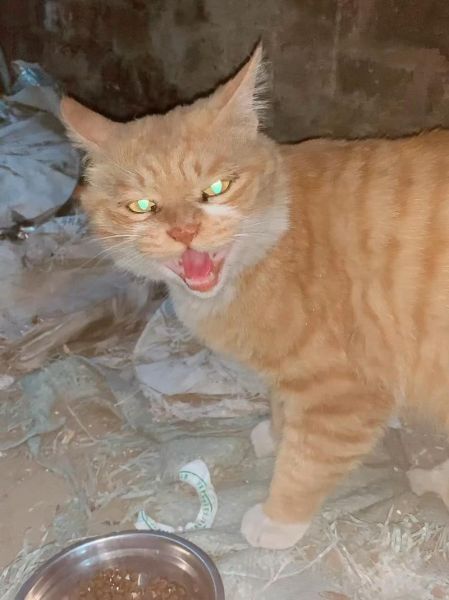 猫狂犬病症状(这是得了狂犬病吗)