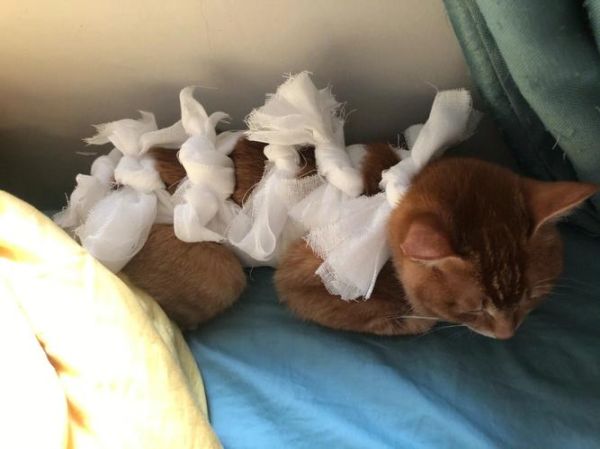猫狗最适合绝育的年龄(过早或过晚会有什么危害)