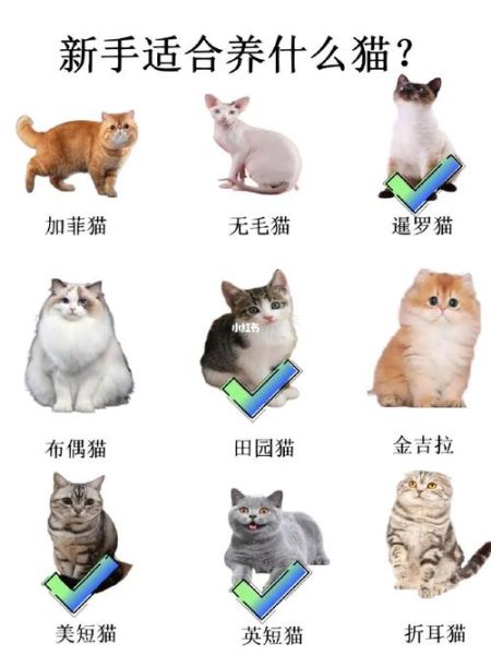 猫猫网(养猫知识全不全)