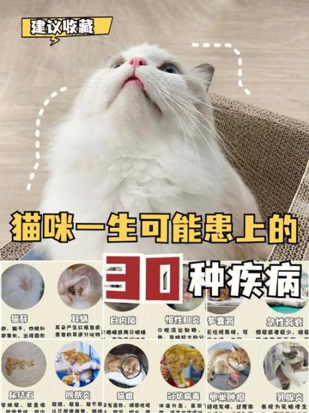 猫猫网(养猫知识全不全)