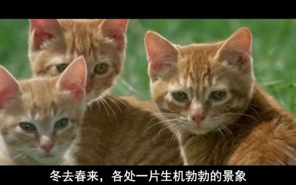 猫用尾巴钓鱼(用尾巴就能钓)