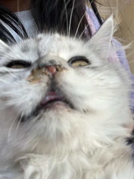 猫瘟症状(是肠胃不适还是猫瘟)