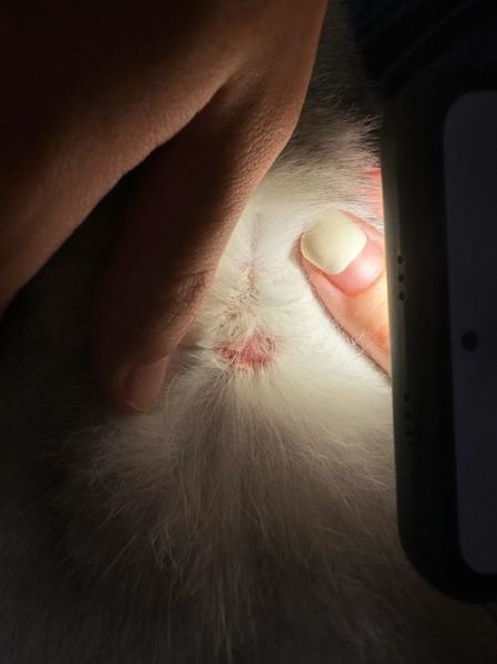 猫癣(应该去宠物医院检查吗)