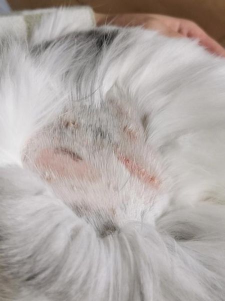 猫癣(应该去宠物医院检查吗)