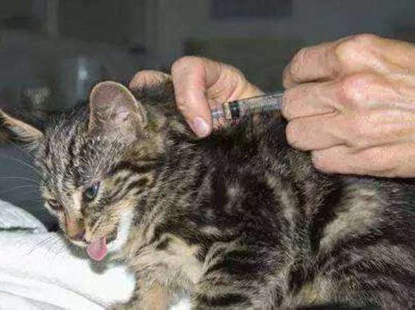猫白血病(主人需要担心吗)