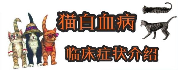 猫白血病(主人需要担心吗)