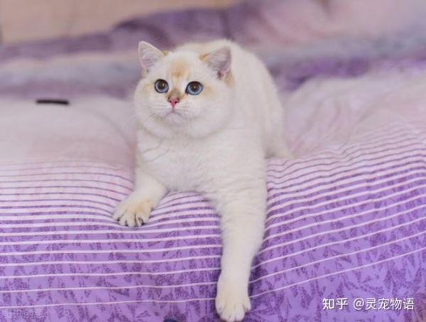 猫的品种(还是高冷的英短)