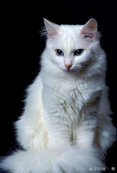 猫的图片( 哪张图片最吸睛)