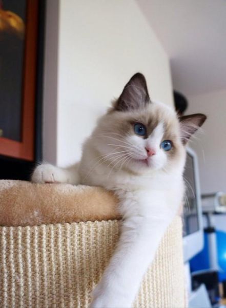 猫的图片( 哪张图片最吸睛)